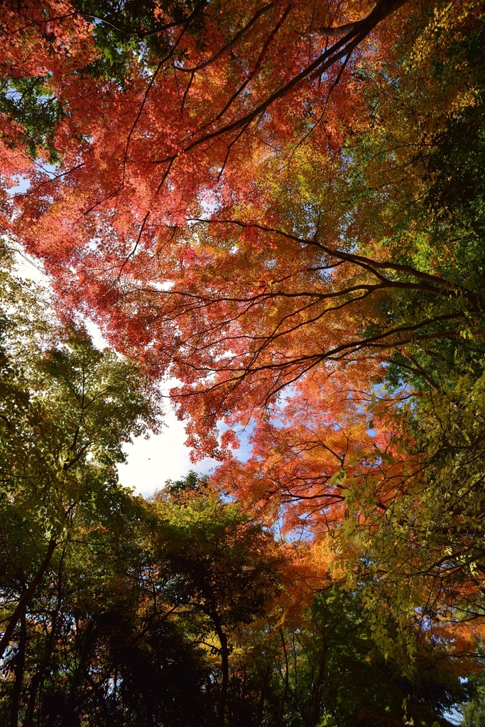 彩り天井