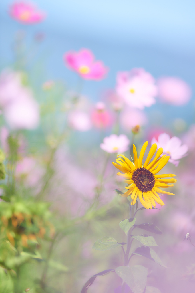 Summer in Autumn