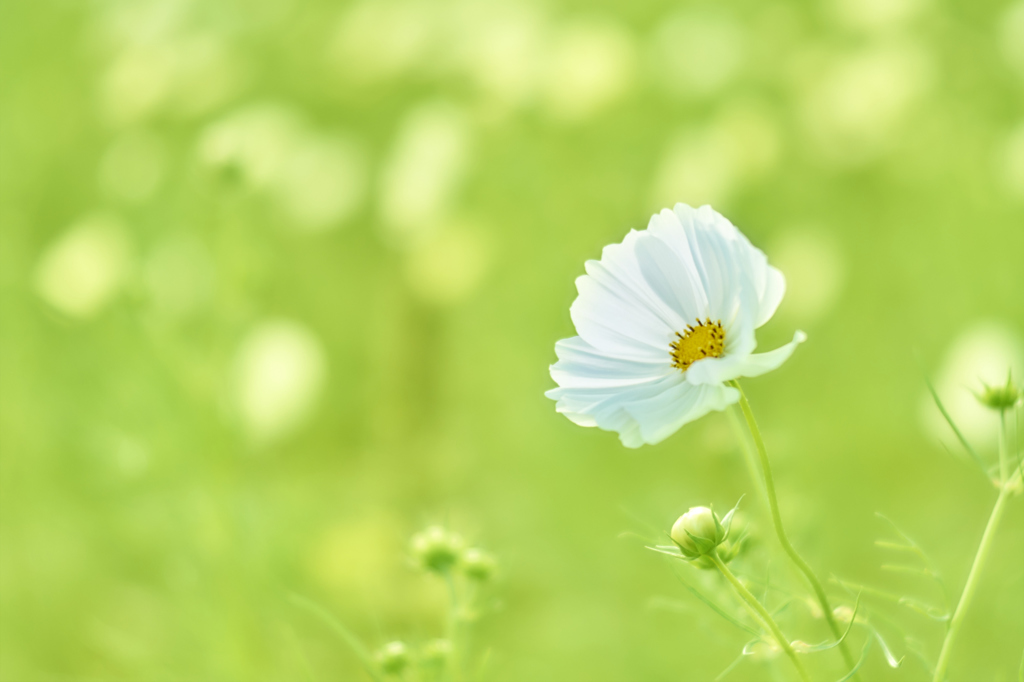 White in Yellowish green
