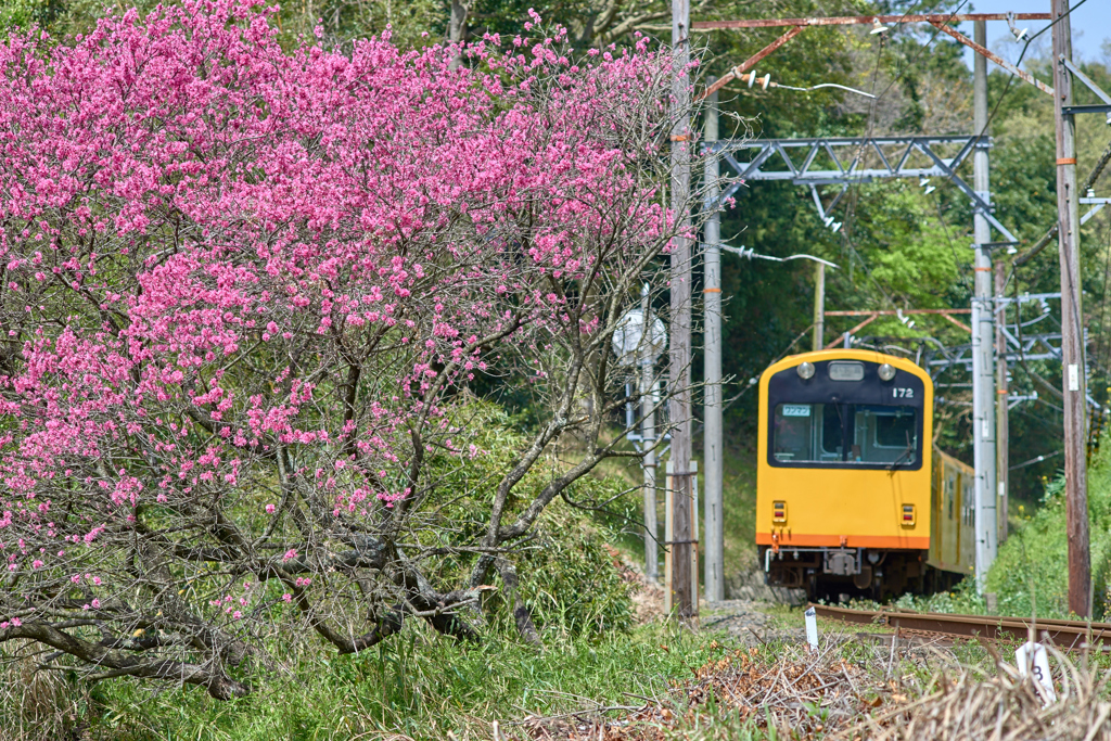 Amygdalus persica and Railway...Standard