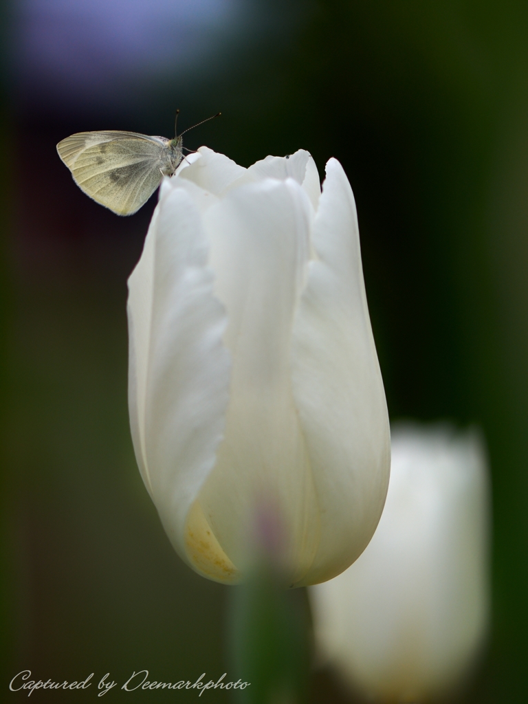 On white