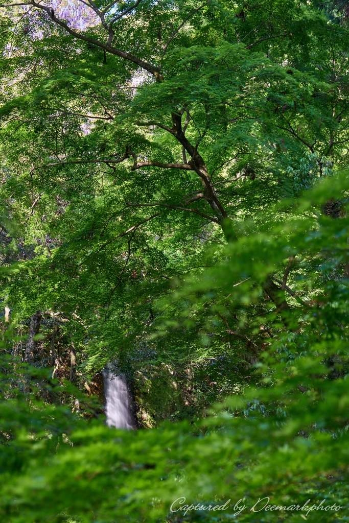 Wind in fresh green