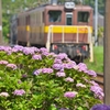 77003428