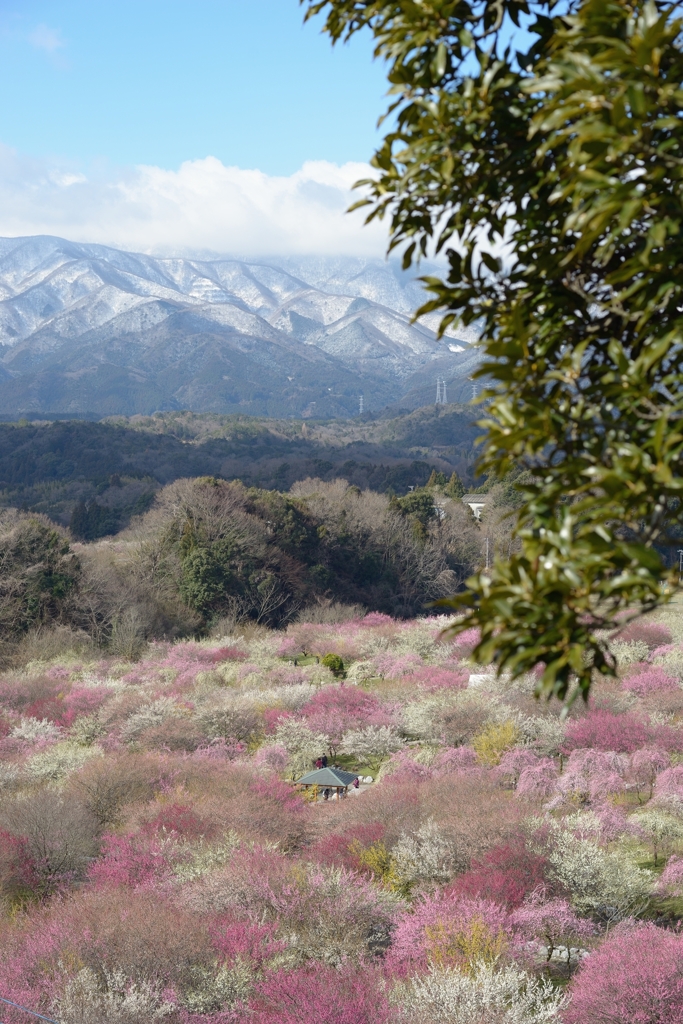 Carpet of Plum Blossoms