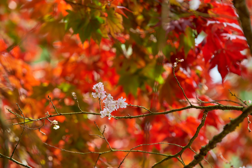 Little Spring Drawn in Autumn