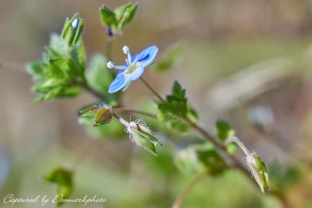 Little blue