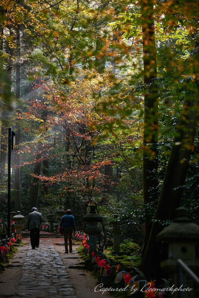 晩秋参道