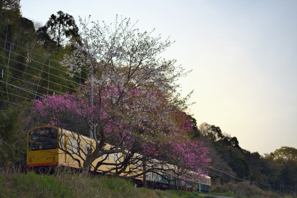 春暁...桜桃鉄