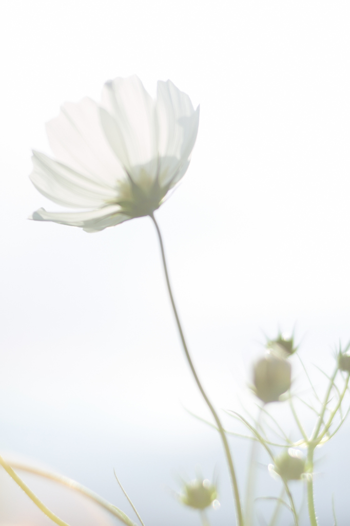 Deep White