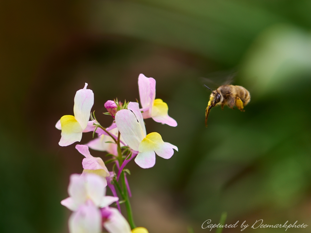 Busy bee