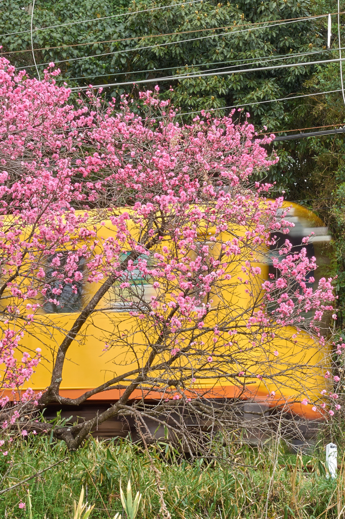 Amygdalus persica and Railway...Introduc