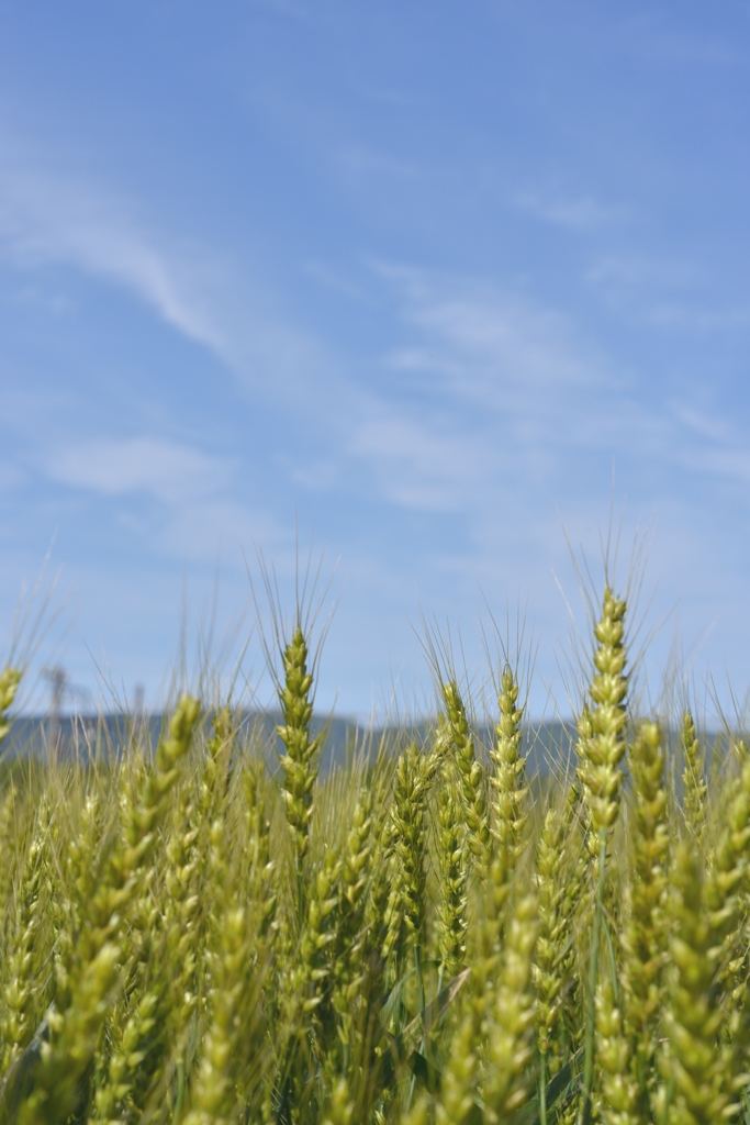 Wheat Green