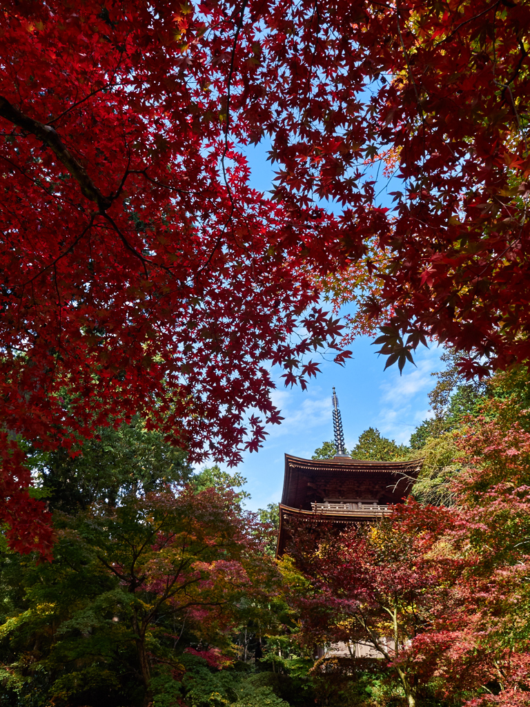 紅の窓