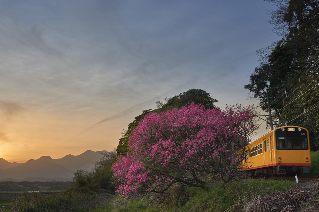 Amygdalus persica and Railway...Twilight