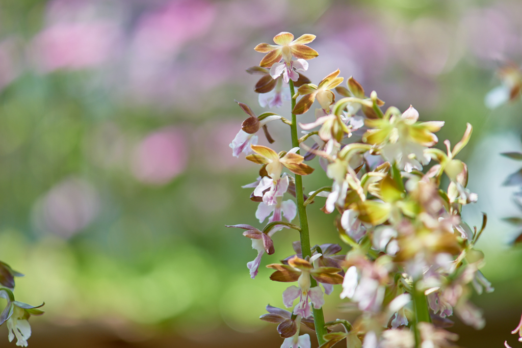 Calanthe