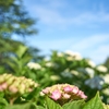 紫陽花と青空