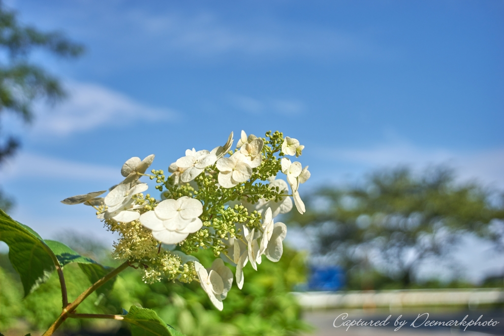 紫陽花と青空...柏葉