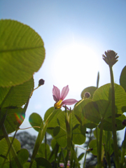 紫華一点