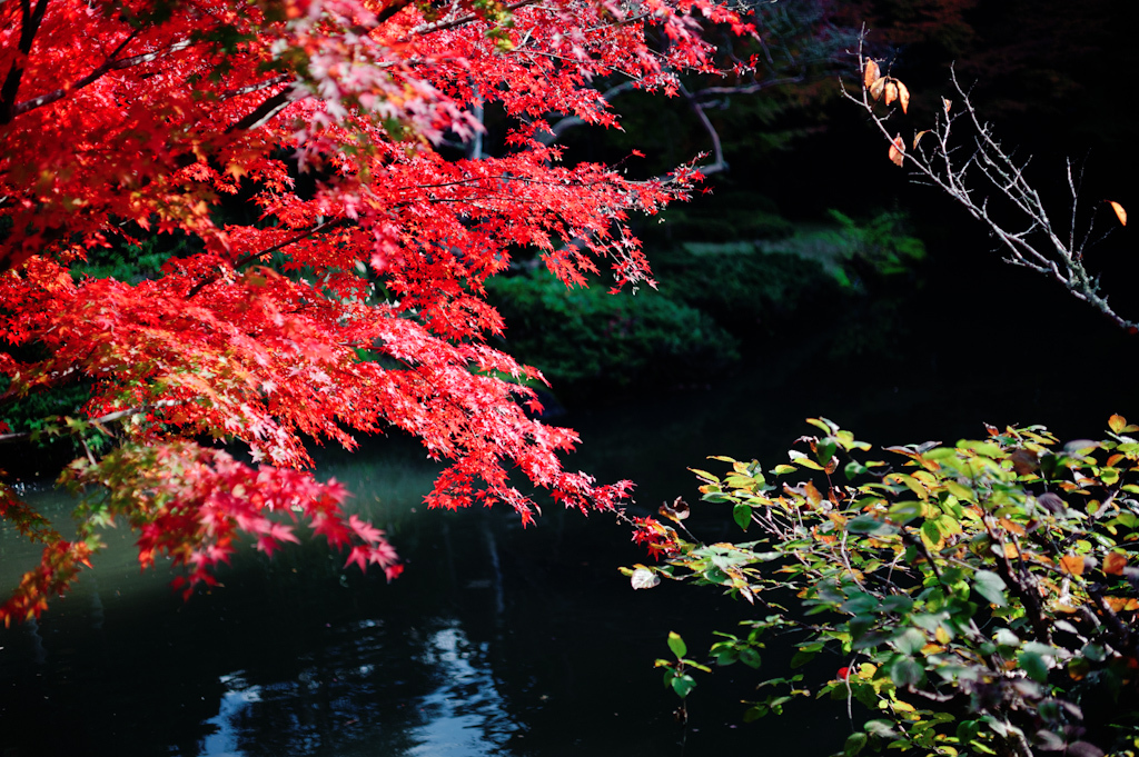 紅葉始まる