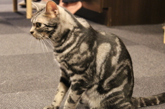 ねこ