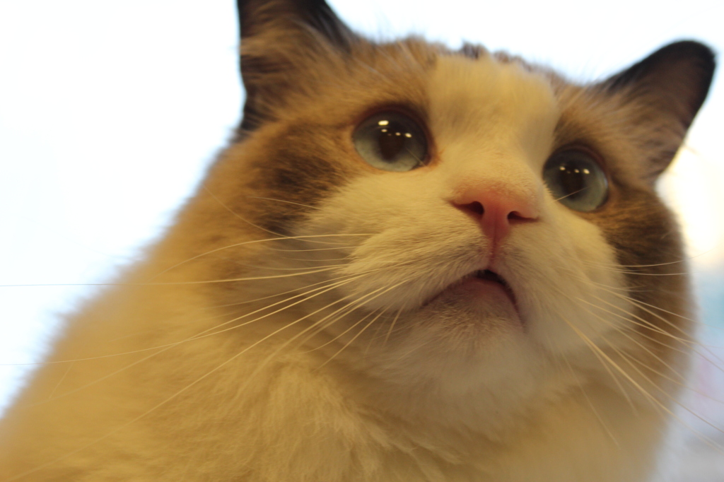 ねこ