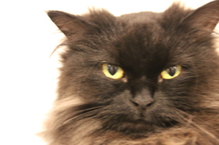 ねこ