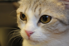 ねこ