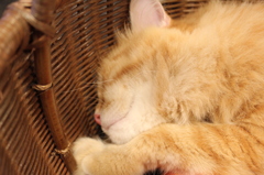 ねこ
