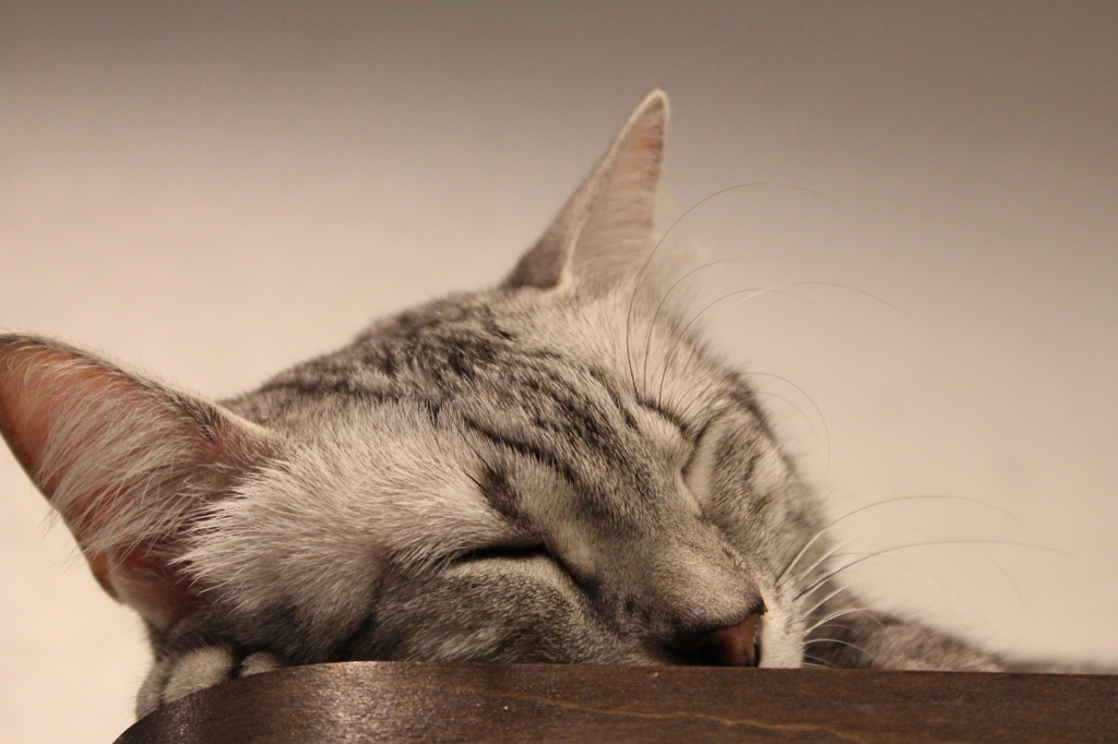 ねこ
