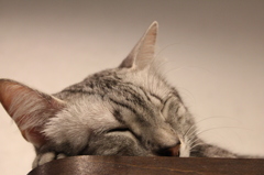 ねこ