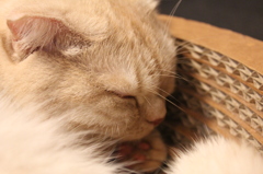 ねこ