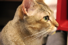 ねこ