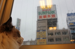 ねこ