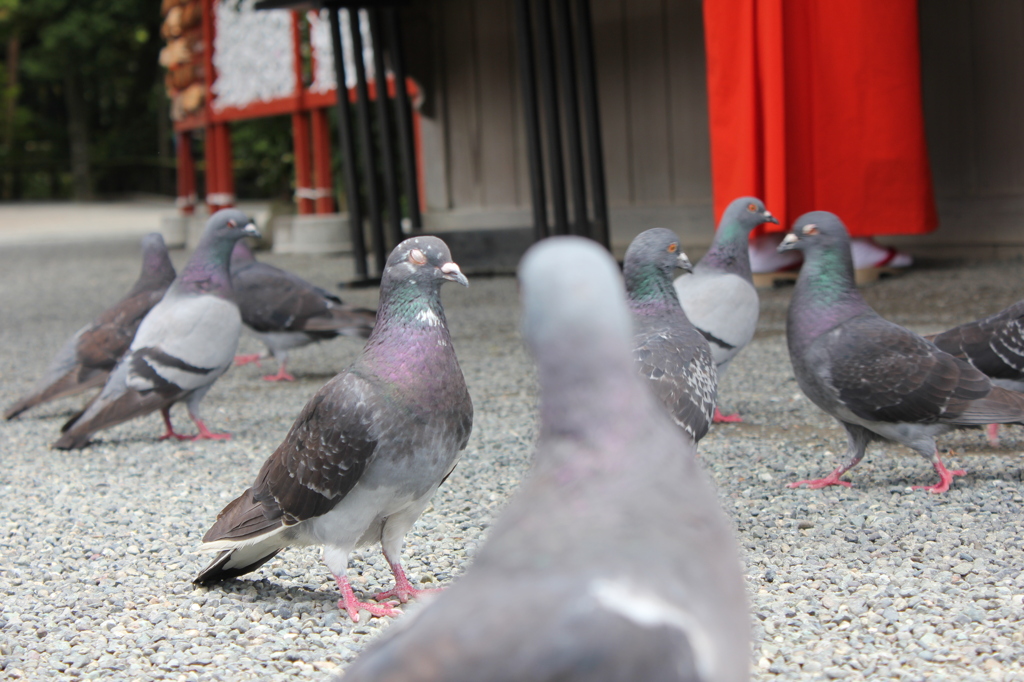 はと