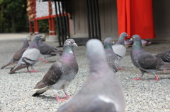 はと