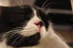 ねこ