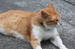 ねこ