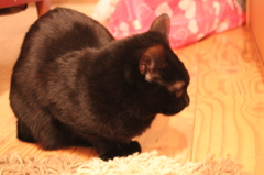 ねこ