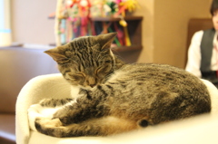 ねこ