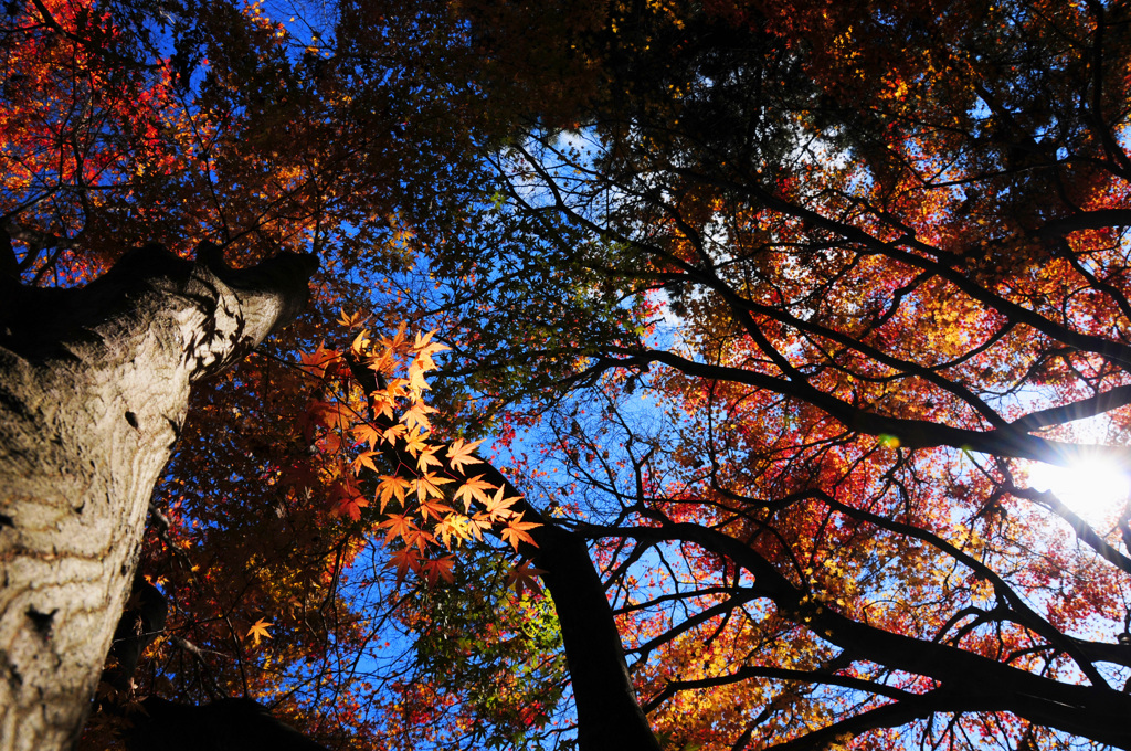 紅葉