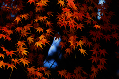 モミジ