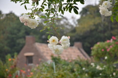 薔薇 バラ 花