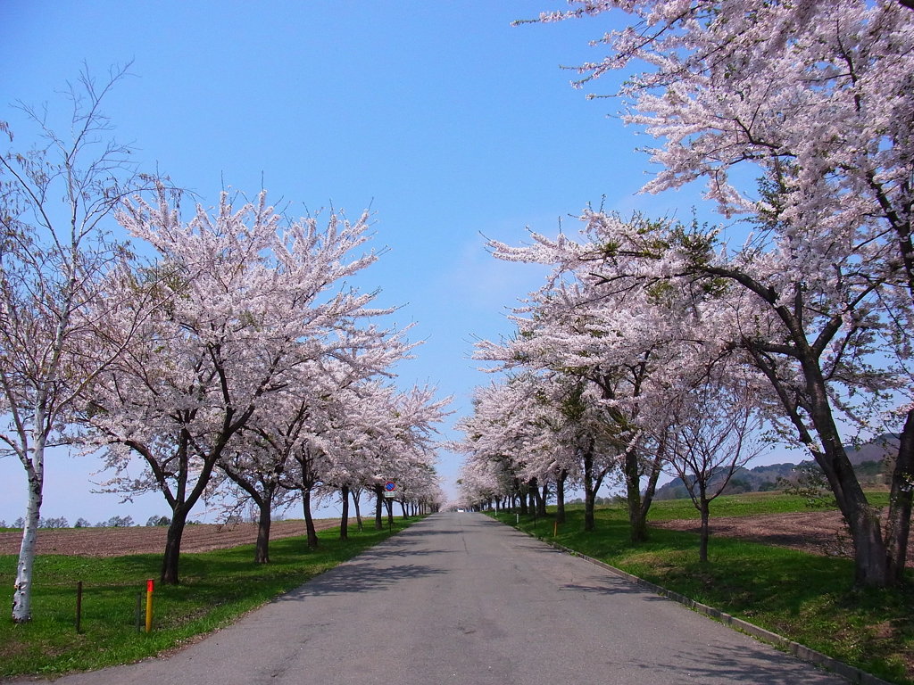 桜並木