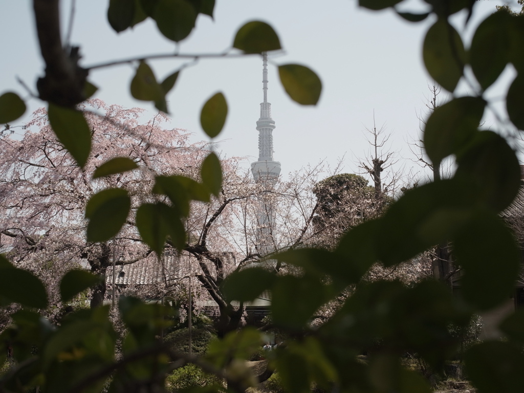 緑と花の向こう