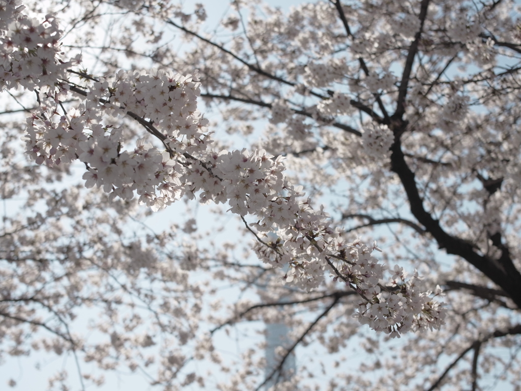 朝陽に輝く花びら