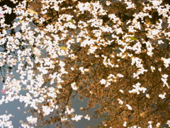 水面でも彩る桜
