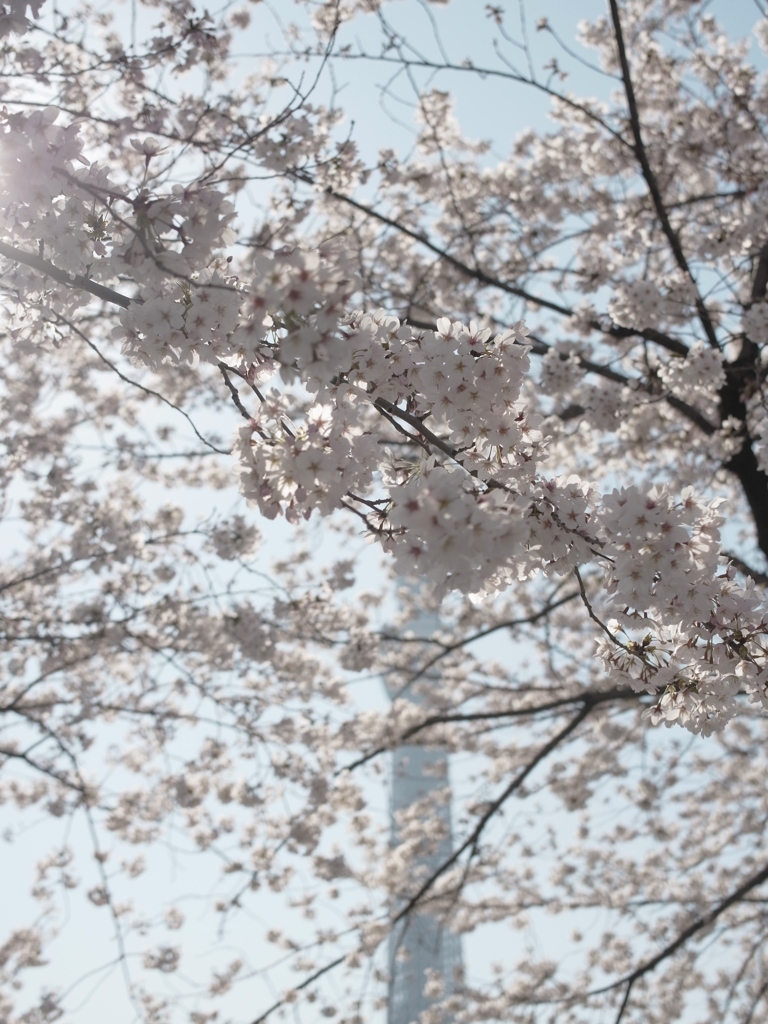 霞桜がツリーを隠す