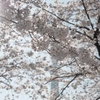 霞桜がツリーを隠す