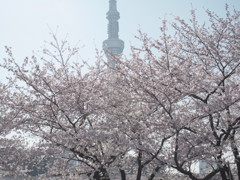 桜のスカートをまとうツリー