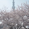 桜のスカートをまとうツリー